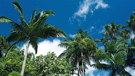 Alles, was digitale nomaden in cairns, australien brauchen, gibt's hier im überblick: Cairns in 2 Tagen - Reiseführer - Australien Backpackers Guide