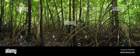 Mangrove Forest Daintree National Park Queensland Australia Stock