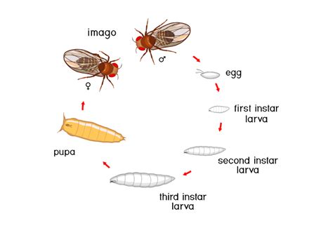 Images Of Cartoon Fruit Fly Life Cycle My XXX Hot Girl