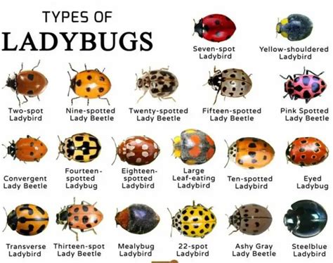 15 Different Types Of Ladybugs With Pictures And Names Pat Garden