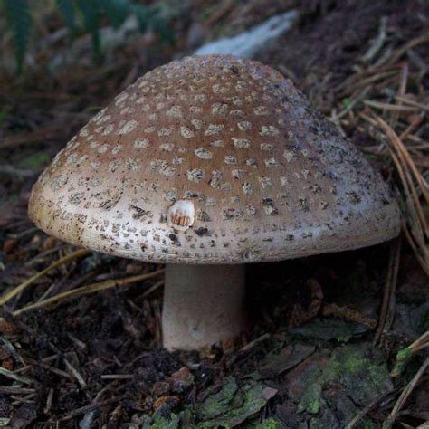 Mushroom identifier identifies thousands of mushrooms every day with high accuracy & confidence. Any Ginseng hunters out there? might b wrong forum ...