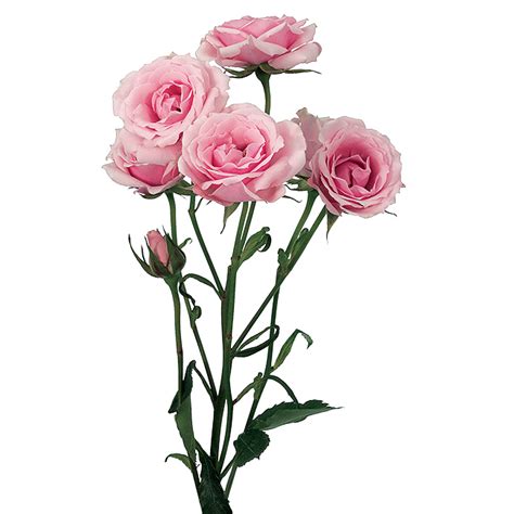 Roses Spray Pink Majolika Dvflora®