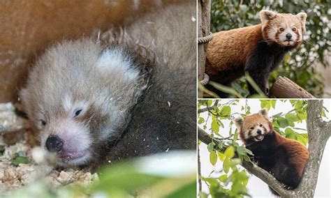 Endangered Red Panda Births Cub At Uk Zoo After Death Of Partner