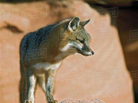 Gray Fox Urocyon Cinereoargenteus Utah Usa Stock Photo Dissolve