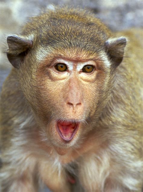 Rhesus Monkey Portrait Surprise Rhesus Monkey Wild Animals Photos