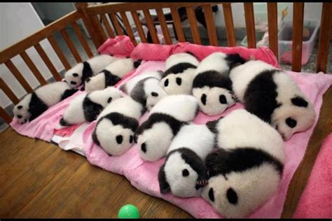 Pandas Baby Animals Pictures Cute Animals Baby Panda