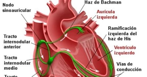 Repaso Anatomía Y Fisiología Cardiovascular Sistema De Electro Conducción