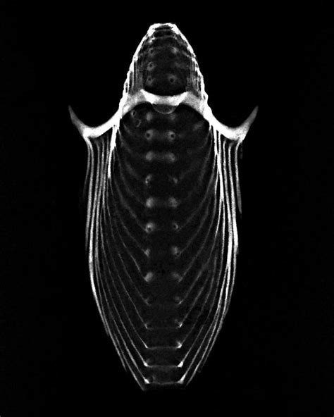 Paper Nautilus Xray By William A Conklin Nautilus Conklin X Ray