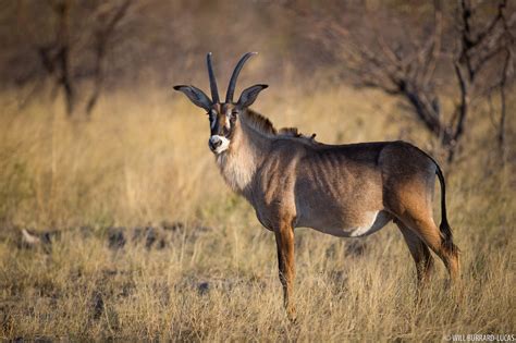 Roan Antelope Will Burrard Lucas