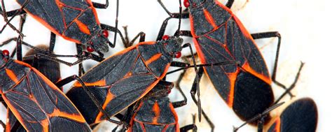 Boxelder Bugs And Asian Beetles Complete Pest Solutions