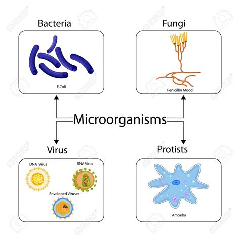 Diagram Of Microorganisms