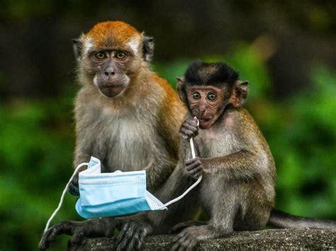 Two Monkeys With Surgical Masks On Their Backs