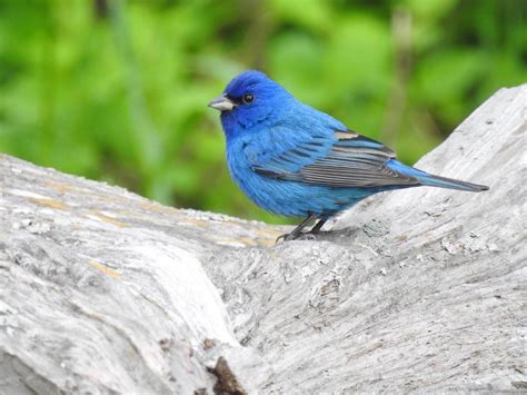 Look For Bright Blue Indigo Buntings In The Backyard Birds And Blooms