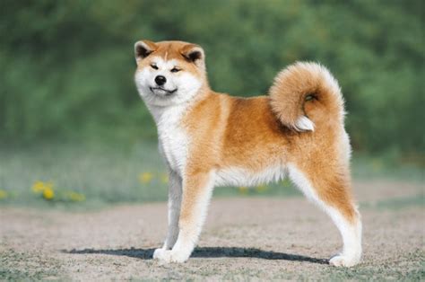 Akita Dog Breed Info Pictures Characteristics And Facts Hepper