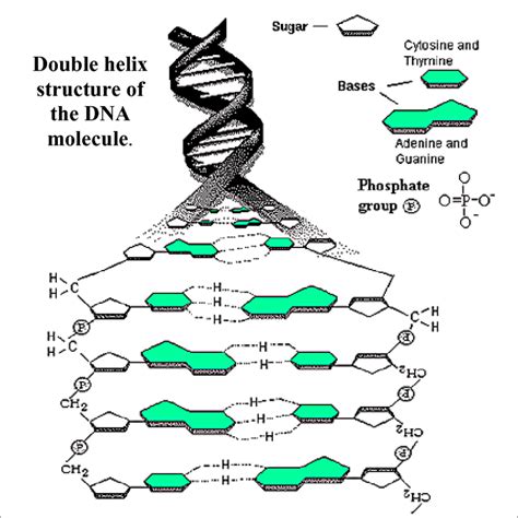 Diagram Diagram Of Nucleotide Gene Dna Double Helix Chromosome