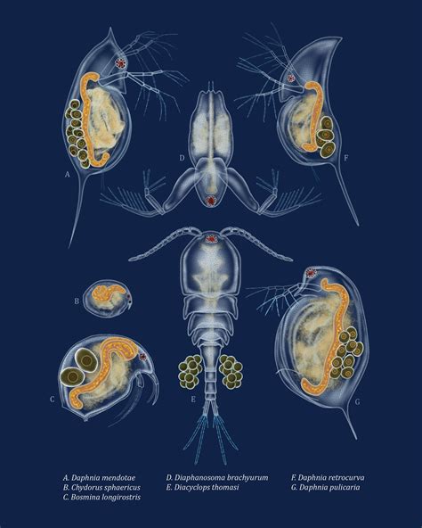 Zooplankton Of The Great Lakes 8x10 Giclee Print Etsy