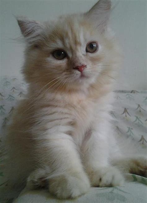 Start date jan 11, 2017. Persian + Maine Coon Kitten Sold - 5 Years 9 Months, Maine ...