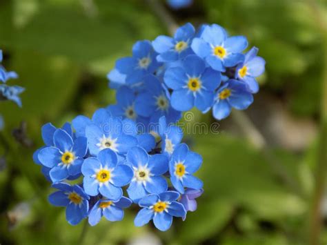 Blue Forget Me Not Flowers Stock Image Image Of Plants 93873661