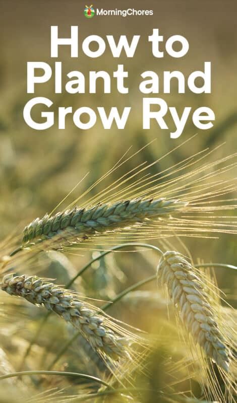 Growing Rye How To Plant Care For And Harvest This Healthy Cereal