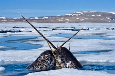 Narwhals Horns Are Just Really Long Teeth Facts