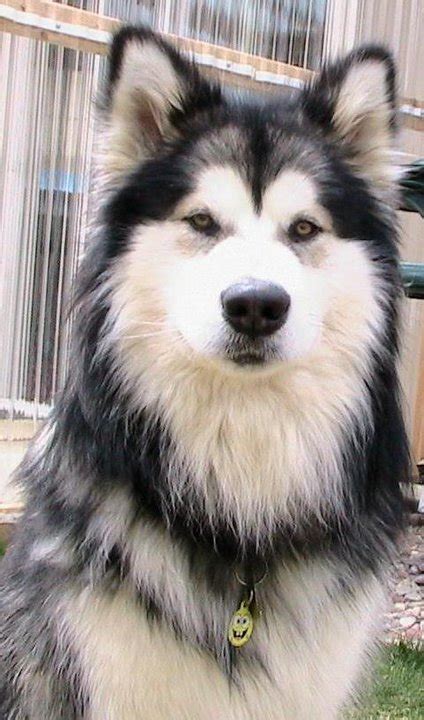 Difference Between The Alaskan Malamute With A Siberian