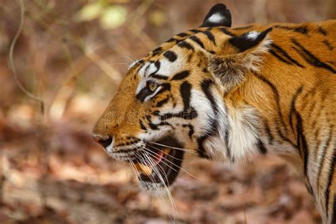 Tiger At Bandhavgarh National Park Tiger Reserve Umaria Madhya Pradesh