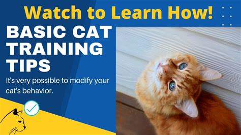 Cat Behavior Treatment Basic Cat Training Litter Box Training