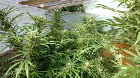 Hawaiian Dream (R) – North Atlantic Seed Co.