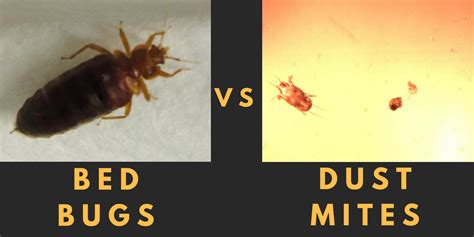 Dust Mites Vs Bed Bug Pest Phobia