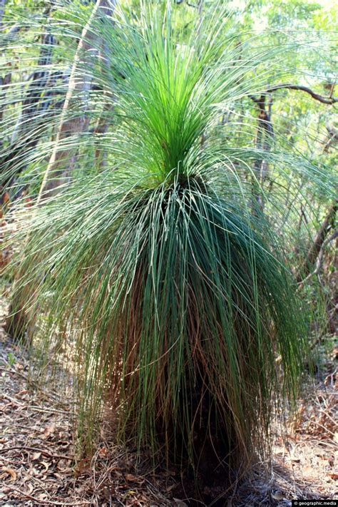 Grass Tree Australia Geographic Media
