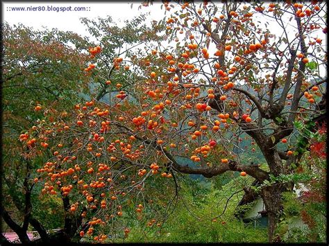 Kaki or persimmon fruits tree. Mencari Redha ALLAH: GAYA PEMAKANAN SIHAT_PISANG KAKI