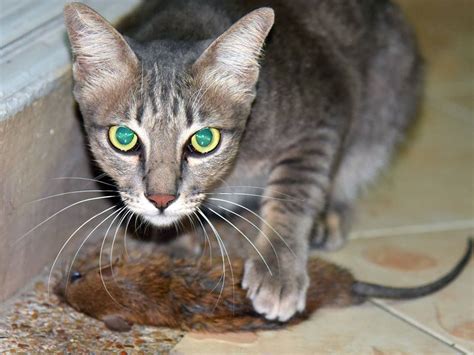 Maybe you would like to learn more about one of these? Cara Mengobati & Menyembuhkan Kucing Keracunan Racun Tikus ...