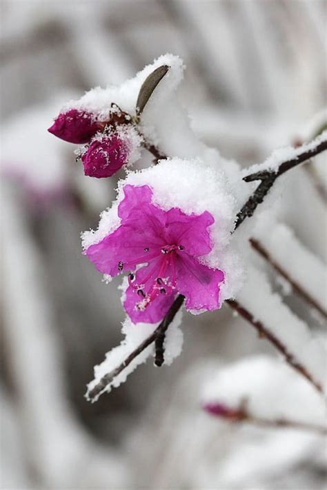 Flowers In The Snow Winter Love Winter Snow Winter Colors Beautiful