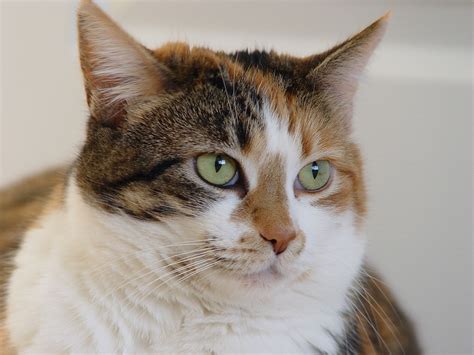 Fichiercalico Tabby Cat Savannah — Wikipédia