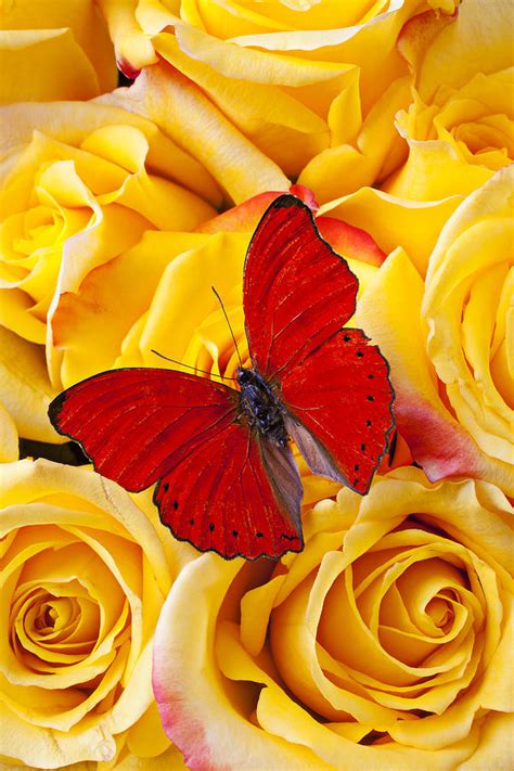 Maybe you would like to learn more about one of these? Red butterfly with yellow roses Photograph by Garry Gay