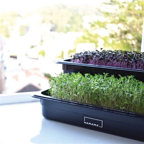 Hamama Microgreens Starter Kit In 2021 Micro Herbs Growing