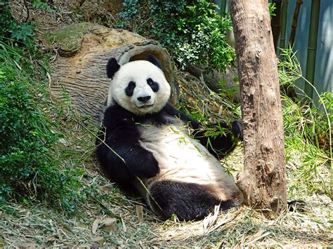 Free Photo Panda In The Zoo Animal Jungle Nature Free Download