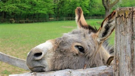 Everything You Need To Know About Donkey Body Language
