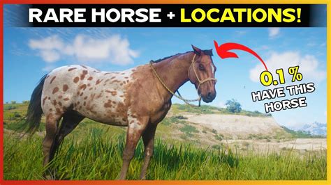 Get Rare Leopard Appaloosa With Location Rdr Youtube