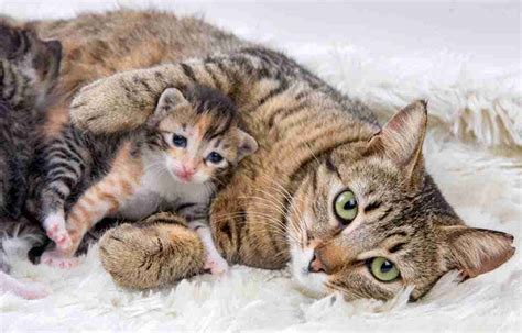 How Long Can A Mother Cat Be Away From Her Newborn Kittens