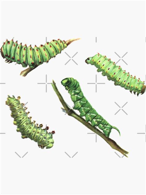Caterpillar Collection Sticker Pack Sticker For Sale By Elevens