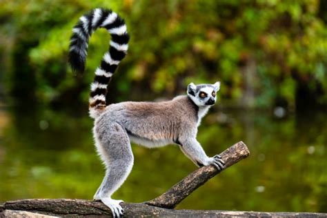 13 Astonishing Lemur Facts Fact Animal