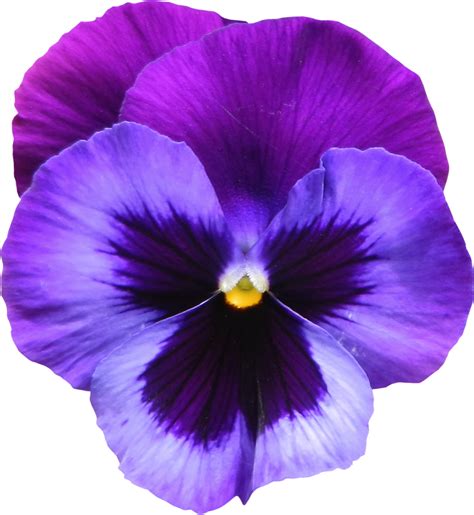 Violet Flower Png png image