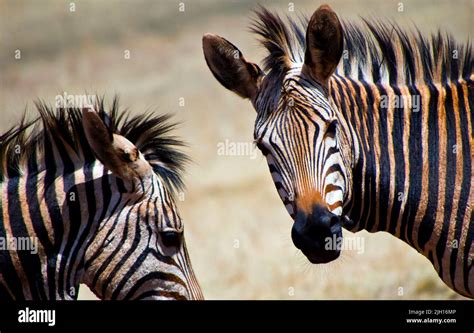 Plains Zebra Equus Quagga Rhino And Lion Nature Reserve Gauteng