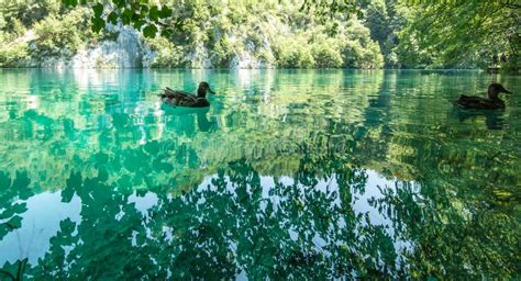 Wildlife At Plitvice Lakes National Park Croatia Stock Image Image