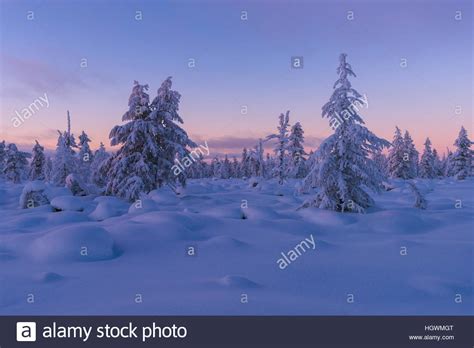Winter Landscape With Forest Trees And Shadows Sunset Over Snow