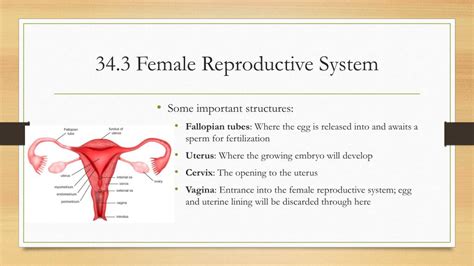 Embryology And Anatomy Of Female Genital Tract Pptx
