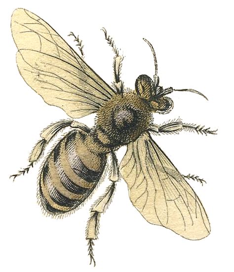 Vintage Honey Bee Clip Art 10 Free Cliparts Download Images On