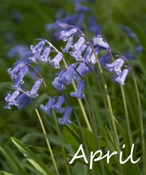 Sophieco Wild April Flower Of The Month