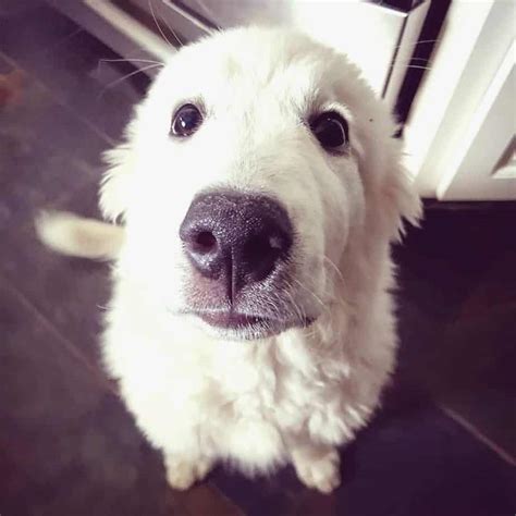 The nose and eye rims are jet black. Great Pyrenees Lab Mix 🐕 | Vet Reviews | 3 Reasons To Avoid